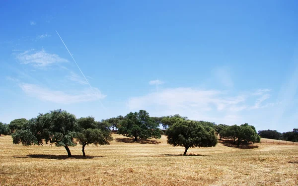 Alberi nel campo di Alentejo, a sud del Portogallo — Foto Stock
