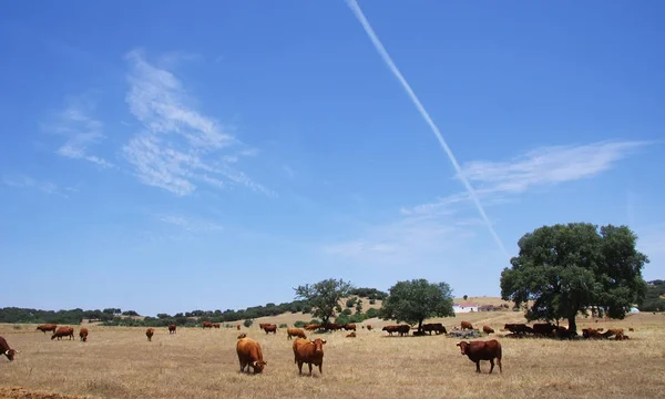 Krowy w dzikie pola. Regionie Alentejo w Portugalii — Zdjęcie stockowe