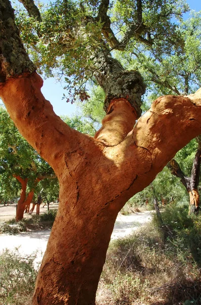 Stripped trunk of oak tree at Portugal — Stock Photo, Image