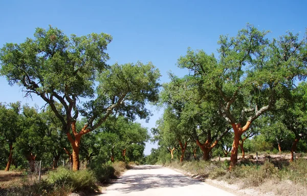 Trockene Straße im Mittelmeerwald — Stockfoto