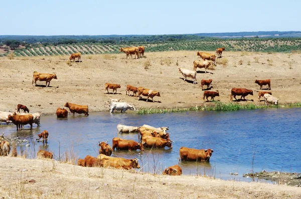 Portekiz güneyinde gölde inek sürüsü — Stok fotoğraf