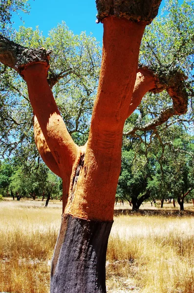 Portekiz güneyinde meşe ağacının gövde — Stok fotoğraf