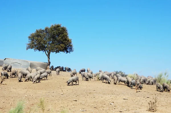 Suínos ibéricos comendo em fazenda — Fotografia de Stock