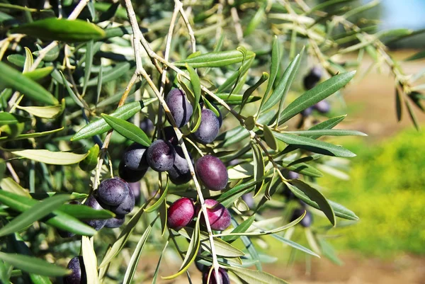 Primer plano de las aceitunas maduras en rama — Foto de Stock