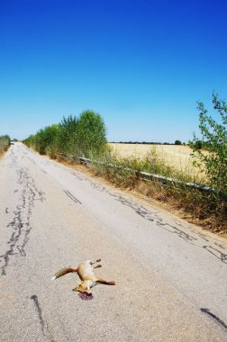 Soth Portekiz, yollarda ölü Tilki öldürdü