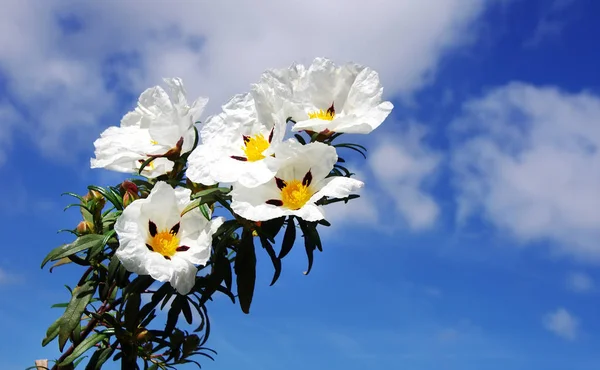 Κινηματογράφηση σε πρώτο πλάνο από λευκό cistus ladanifer λουλούδια — Φωτογραφία Αρχείου