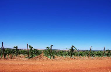  Portekiz'in alentejo bölgesi güneyinde, bağ