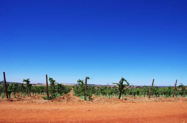 Weinberg im Süden Portugals, Alentejo-Region — Stockfoto
