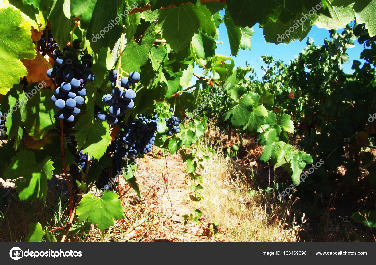 Red bunch of grapes in the vineyard, Alentejo region, Portugal — Stock