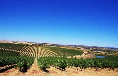 Vineyard at Alentejo region, south of  Portugal. clipart
