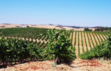 asma üzüm bağları, alentejo, Portekiz içinde satırları