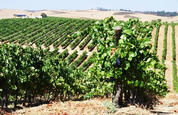 Σειρές αμπέλι σε αμπελώνες, Περιφέρεια alentejo, Πορτογαλία — Φωτογραφία Αρχείου