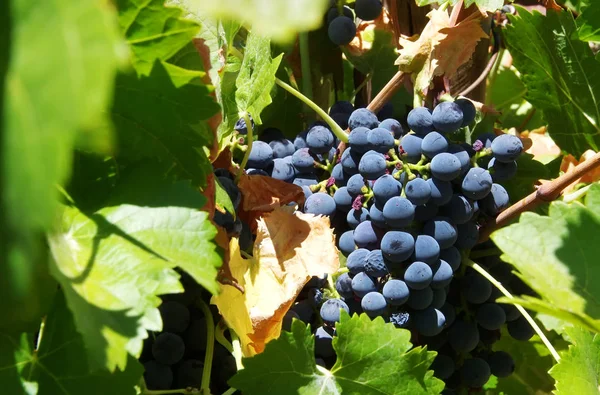 Zbliżenie pęczek czerwonych winogron na winorośli — Zdjęcie stockowe