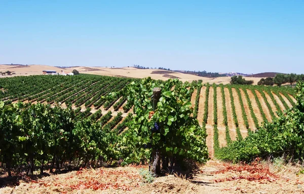 asma üzüm bağları, alentejo, Portekiz içinde satırları