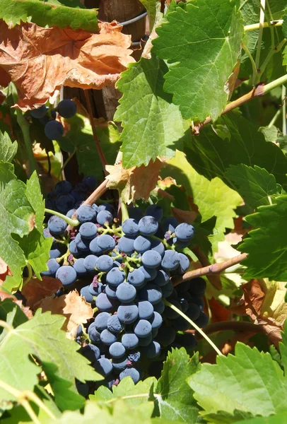 Primeros planos de racimo de uvas rojas en la vid — Foto de Stock