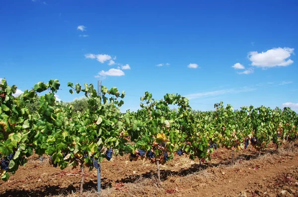 Rangée de vignobles au Portugal, région de l'Alentejo — Photo