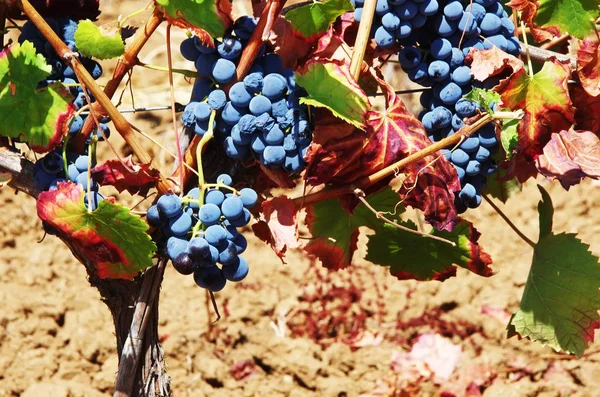 Uvas de vino maduras en la vid — Foto de Stock