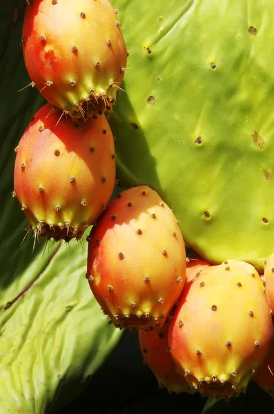 Closeup of Prickly pear cactus fruits — Stock Photo, Image