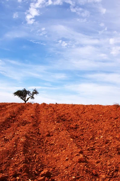 Красная почва и дерево на горизонте — стоковое фото