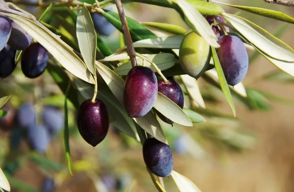 Спелые оливки на ветвях оливковых деревьев — стоковое фото