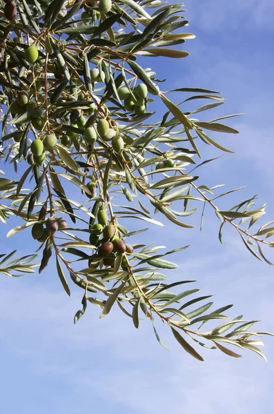 Aceitunas en brancg.Blu cielo — Foto de Stock