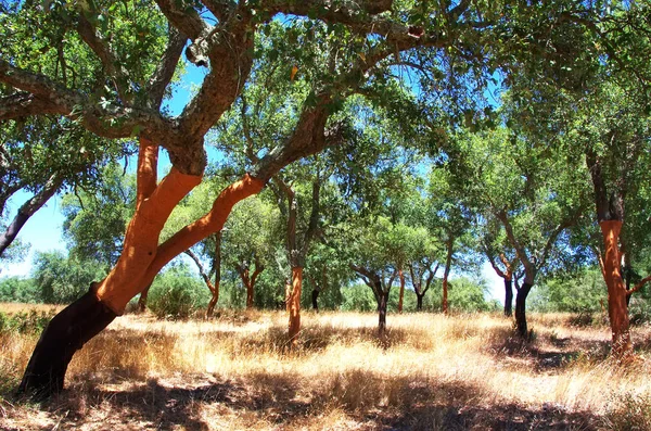 Cork oak forest at south of Portugal — Stock Photo, Image