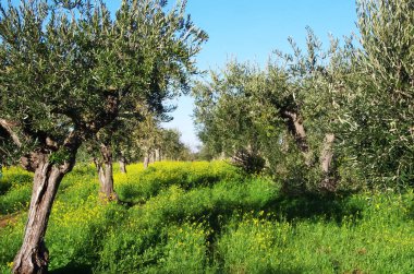 Zeytin ağacı, sarı çiçek tarlası