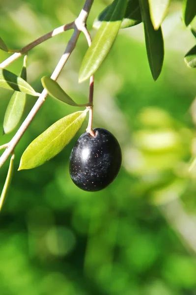 Black olive on branch — Stock Photo, Image