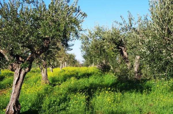 オリーブの木 黄色の花畑 — ストック写真