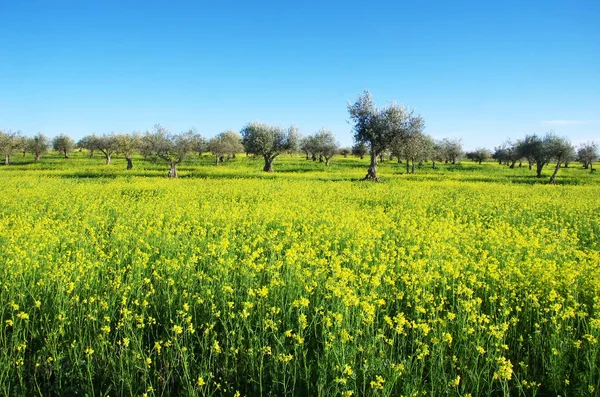 Sarı çiçekler ve zeytin ağacı — Stok fotoğraf