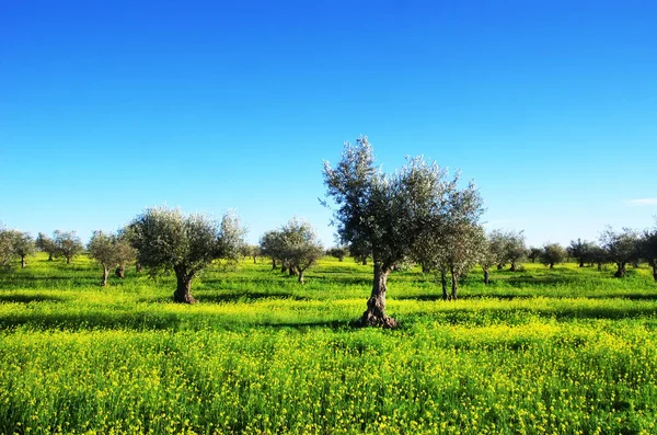 Oliviers, champ de fleurs jaunes, sud du Portugal — Photo