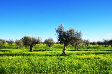 Portekiz güneyinde zeytin ağacı, sarı çiçek alanı