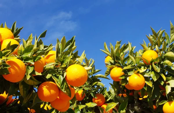Frutos de laranja pendurados na árvore — Fotografia de Stock