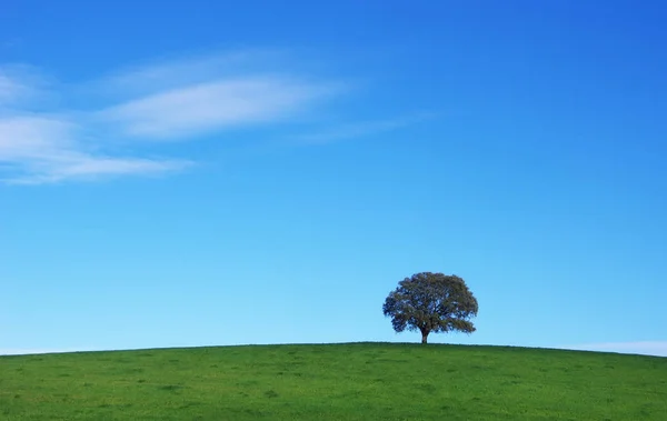 Quercus träd i fält - Alentejo - Portugal — Stockfoto