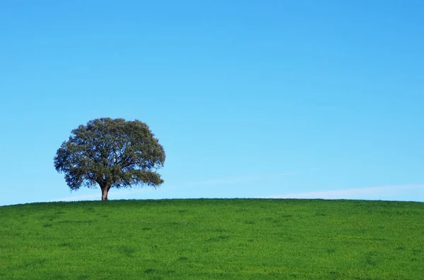 Árvore solitária em campo verde — Fotografia de Stock