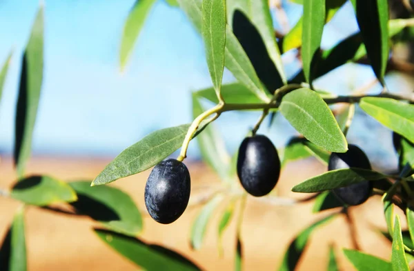 Černé olivy na větvi — Stock fotografie