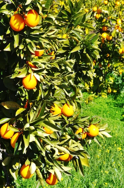 Oranges suspendues à l'oranger — Photo