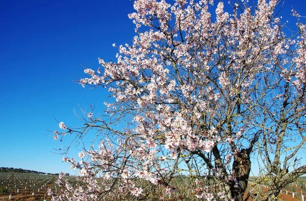 Almendro floreciendo en el campo, al sur de Portugal — Foto de Stock