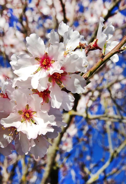 Hermosas flores de almendras en la rama — Foto de Stock