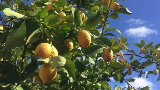Citrons Jaunes Suspendus Arbre — Video