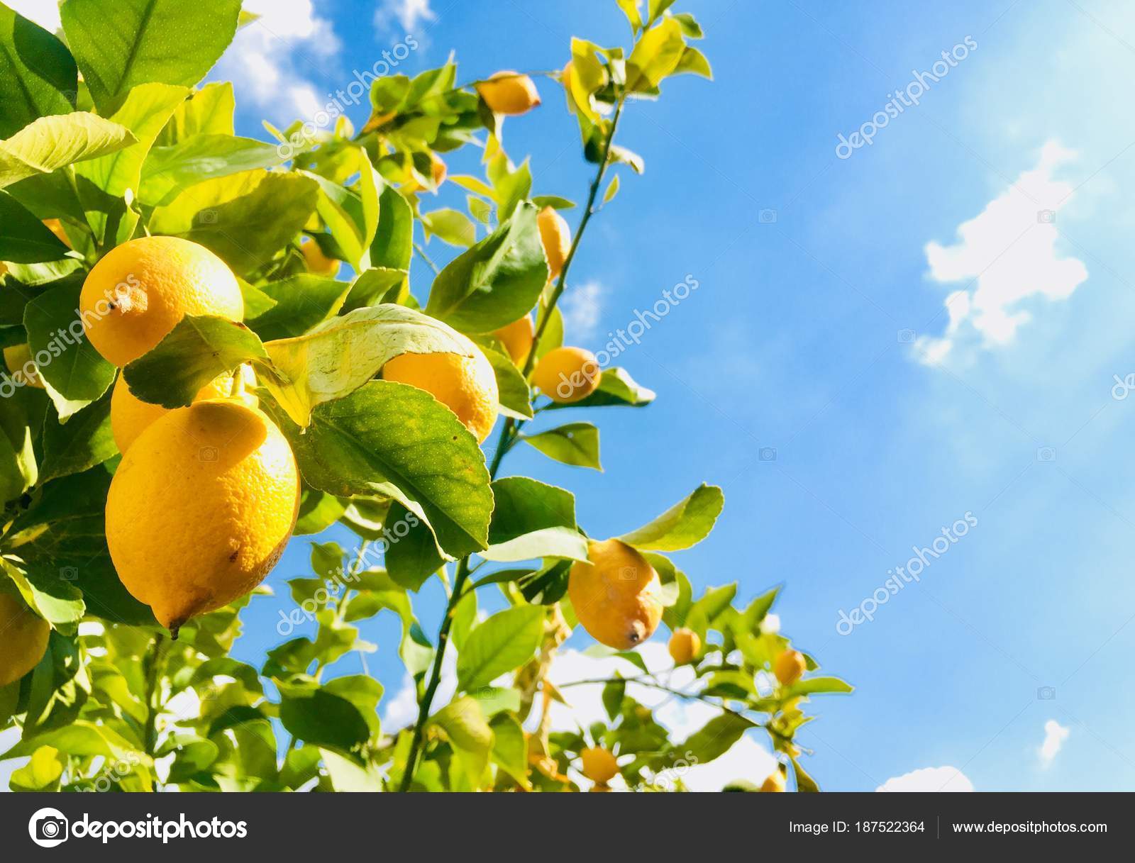 Yellow Lemons Lemon Tree Stock Photo by ©inaquim 187522364