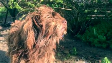 Portekizce çoban köpeği, kahverengi tüylü, Portekiz güneyinde, geleneksel