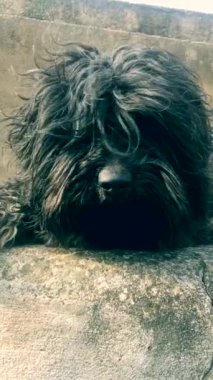 Portekizce shepherdog, siyah erkek 