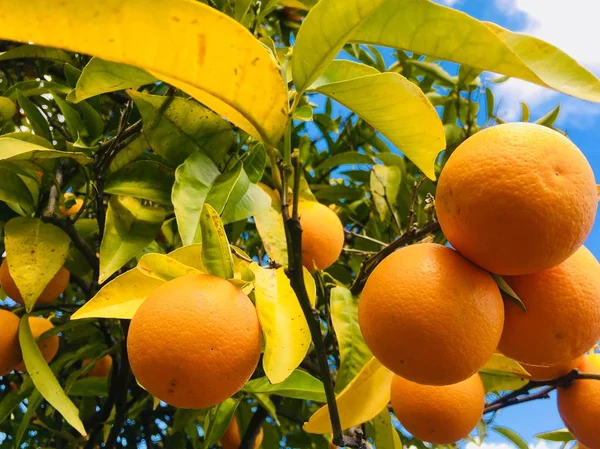 Naranjas Maduras Colgando Ramas —  Fotos de Stock