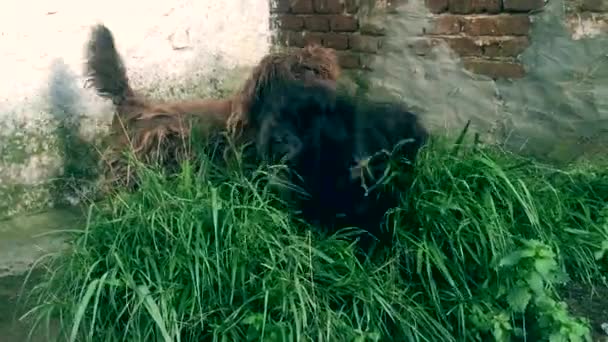 Zwei Portugiesische Schäferhunde Braun Und Schwarz Behaart Spielen — Stockvideo