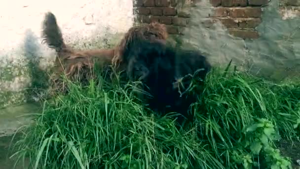 Dos Perros Pastor Portugueses Peludos Marrones Negros Jugando — Vídeo de stock