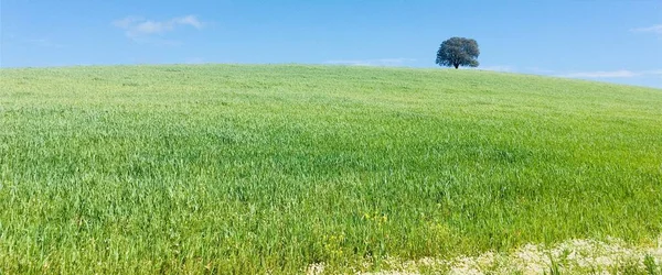 Arbre Solitaire Dans Champ Vert — Photo