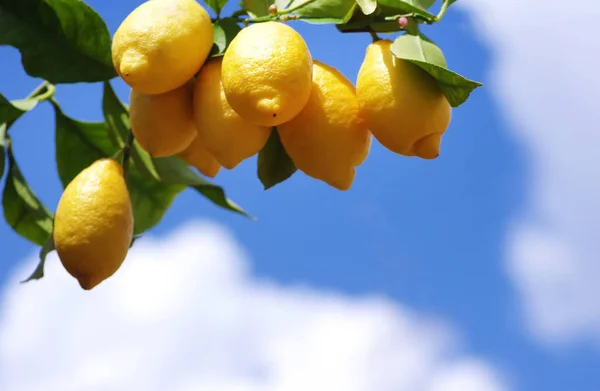 Желтые лимоны против голубого неба — стоковое фото