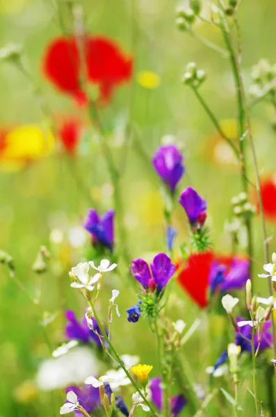 Close-up van wilde bloemen in veld — Stockfoto