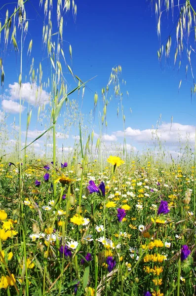 Flores silvestres y espigas contra el cielo azul — Foto de Stock